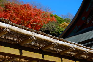 武夷山温泉小镇（武夷山温泉酒店哪里）