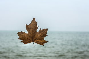 蜀南竹海过年去好玩不（蜀南竹海春节去好玩吗）